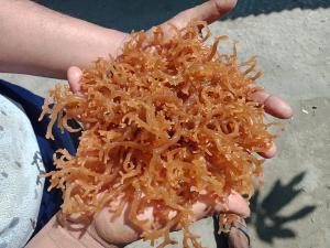 Kappaphycus red seaweed, a main source of carrageenan