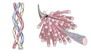 Drawing of collagen's triple helix and the fibres it builds