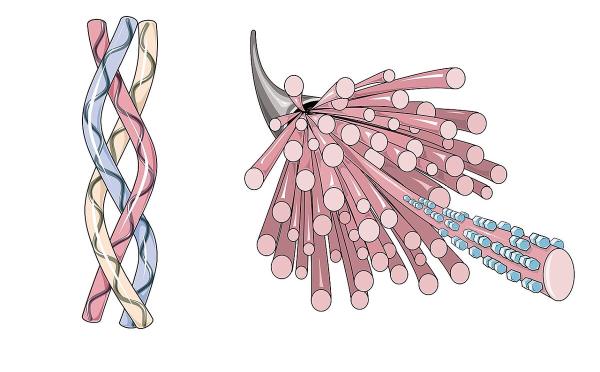 ภาพวาดโครงสร้างเกลียวสามสายของคอลลาเจนและเส้นใยที่ประกอบขึ้น