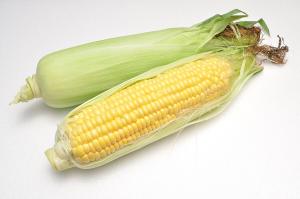 Ears of sweet corn, one with its husk peeled back