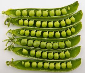 Green peas in their opened pods