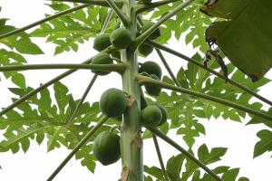 Unripe papayas, whose latex is the source of papain