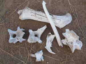 Animal bones, the raw material of bone phosphate