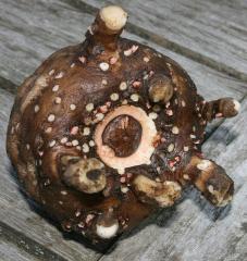 A konjac corm, which is dried and ground into konjac powder