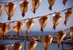 Squid hung on lines to dry in the sun
