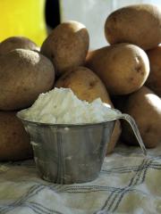 Potato starch in a cup, in front of the potatoes it comes from