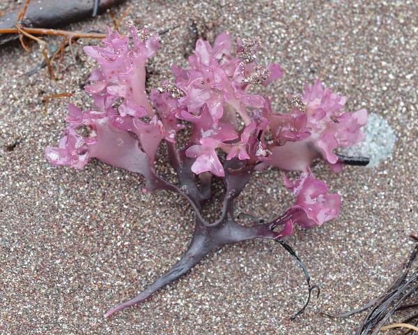 Irish moss, a red seaweed that carrageenan is extracted from