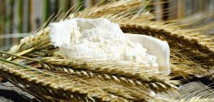 Wheat flour on a cloth among ears of wheat